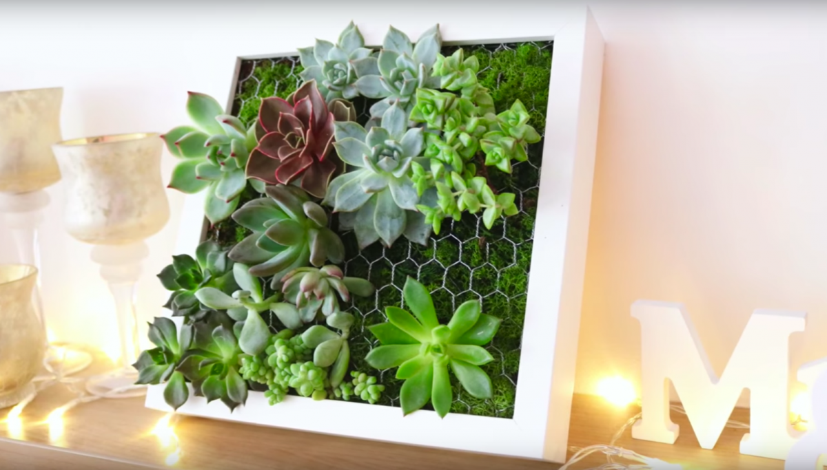 Cadre végétal avec plantes grasses IKEA : tableau de succulentes